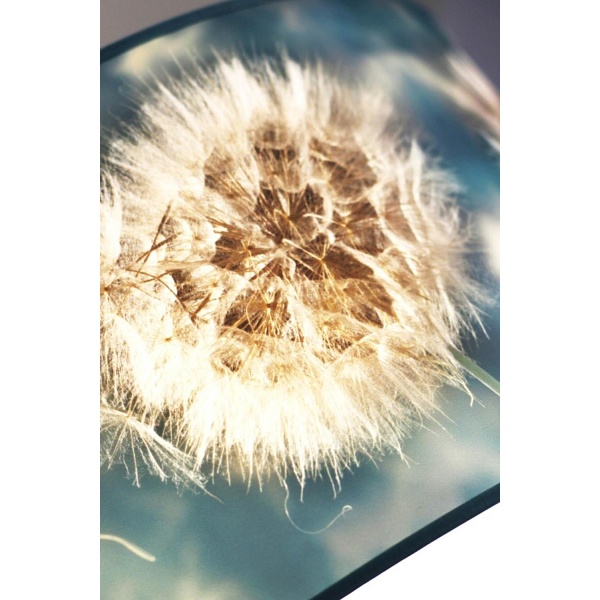 Lampa wisząca Dandelion Lampex