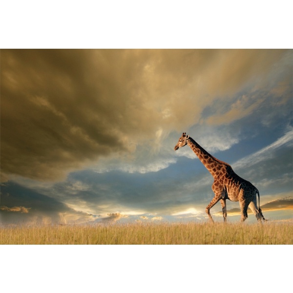 Obraz GIRAFFE 120x80 - Signal