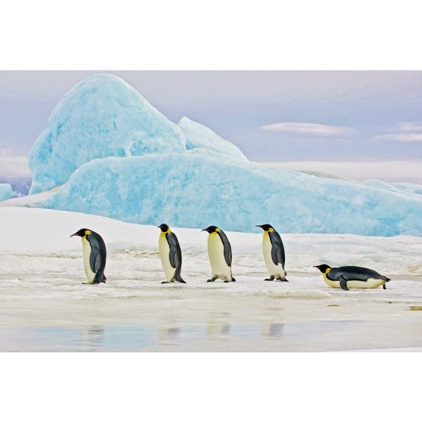 Obraz PENGUINS 120x80 - Signal