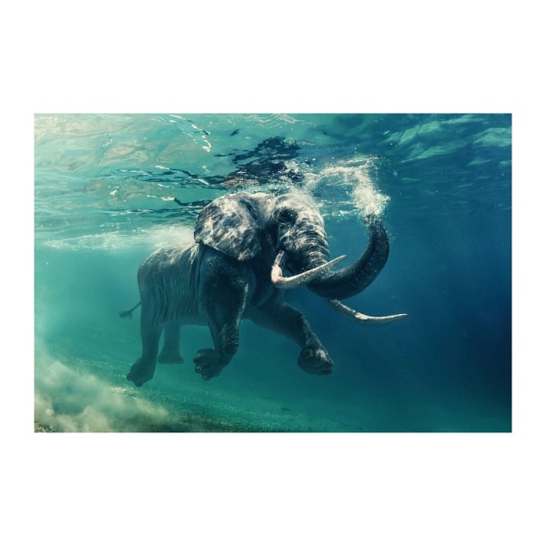 Obraz ELEPHANT 120x80 - Signal