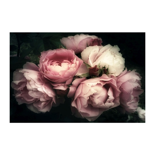 Obraz FLOWERS i 120x80 - Signal