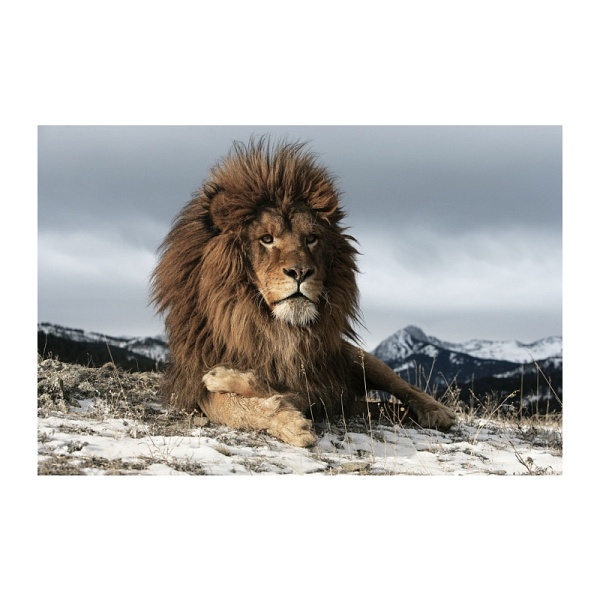 Obraz LION 120x80 - Signal
