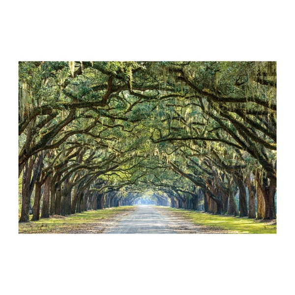 Obraz TREES i 120x80 - Signal