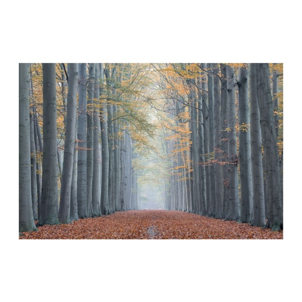 Obraz TREES ii 120x80 - Signal